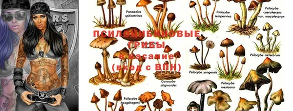 спиды Аркадак
